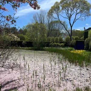 olea