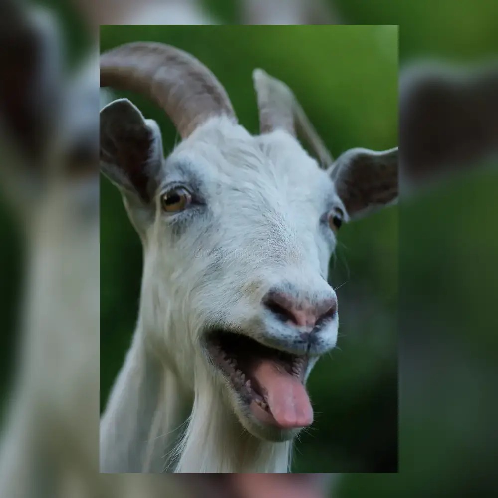 16/09 | Witte Gei’t? Ft. Laura Polence, Birgit de Priester en Abel Natürlich