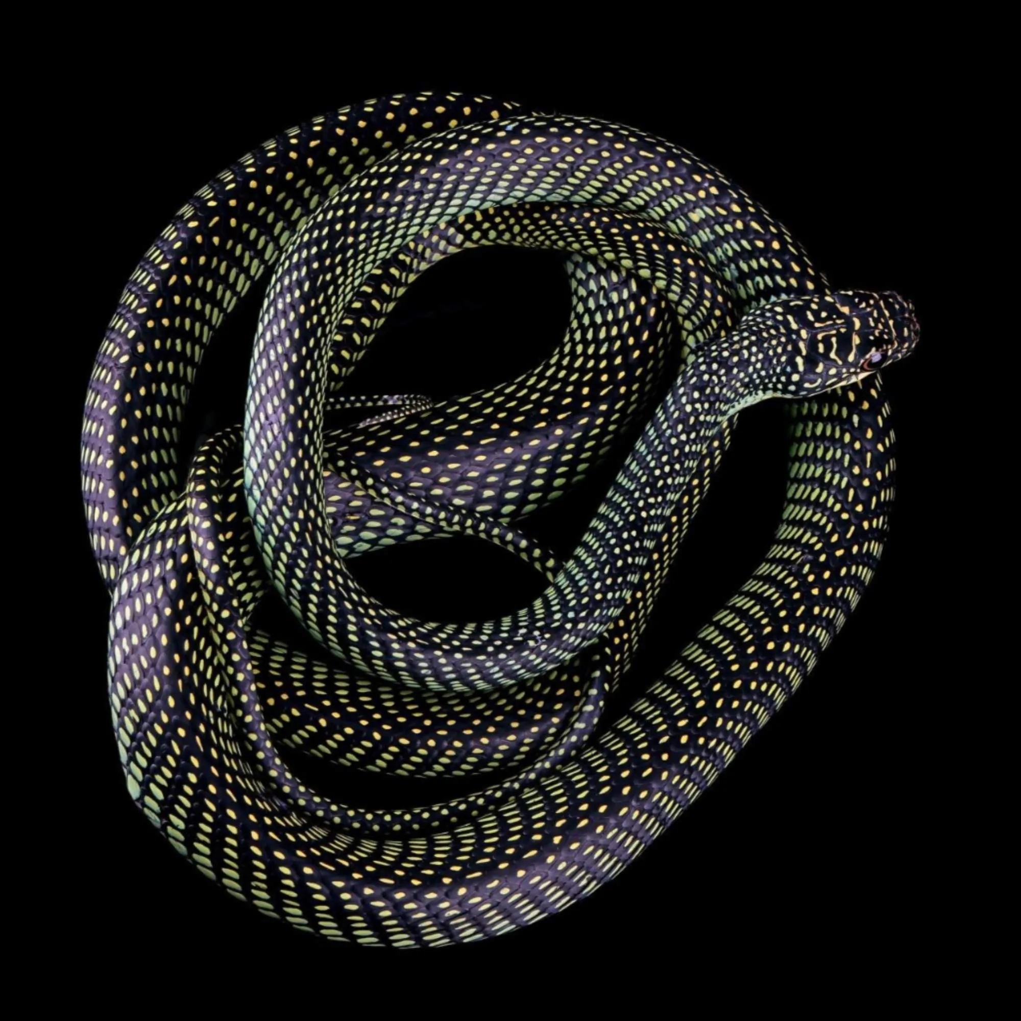 Datalogs / Kazteins / Romphea