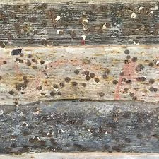 F.R.E.W (Folk Roots Electro Wings)